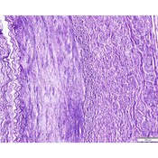 Tissue Control Slide